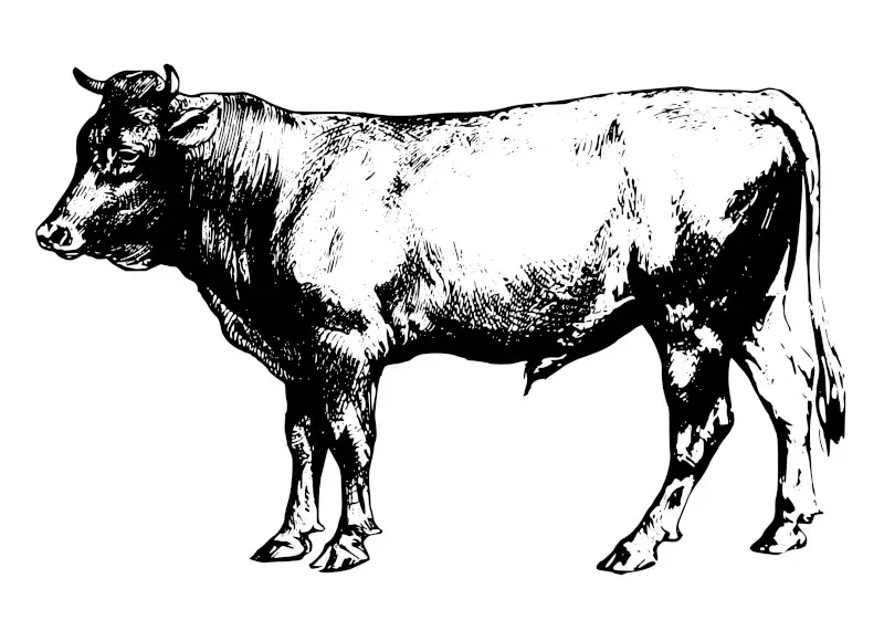 Vintage bull png, animal clipart, transparent background